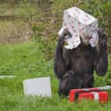 An endangered chimpanzee having some pre-Christmas fun unwrapping special treats designed to enrich their diet
