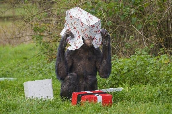 An endangered chimpanzee having some pre-Christmas fun unwrapping special treats designed to enrich their diet