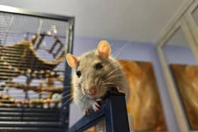 Could a rat be the perfect pet for you? The London Pet Show Live thinks so!