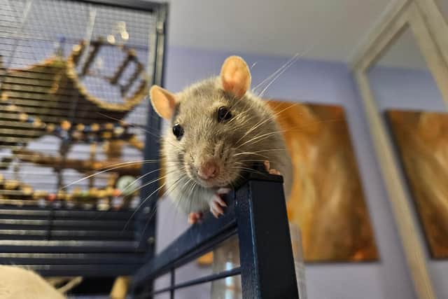 Could a rat be the perfect pet for you? The London Pet Show Live thinks so!