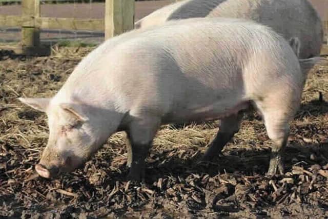 Peppa and Penelope are looking for homes.