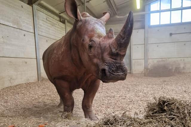 Azeeza, a 3 year old female