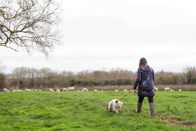 A responsible dog walker with their pet on a lead near sheep.