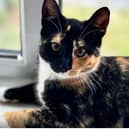 Rehoming