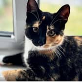 Rehoming