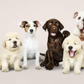 Pet Pawtraits at Howden Hemel Hempstead