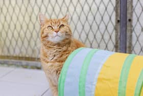 Blue Cross Big Pet Census