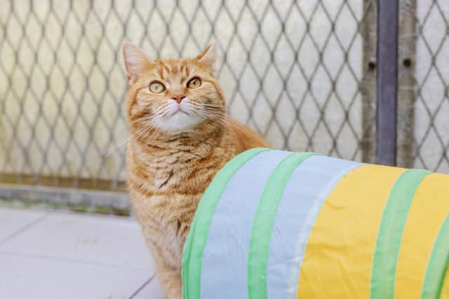 Blue Cross Big Pet Census