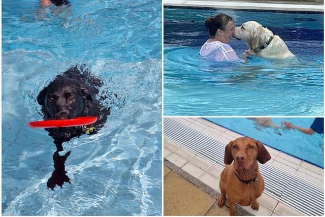 Pictured: Dogs having fun in the pool and swimming with owners.
