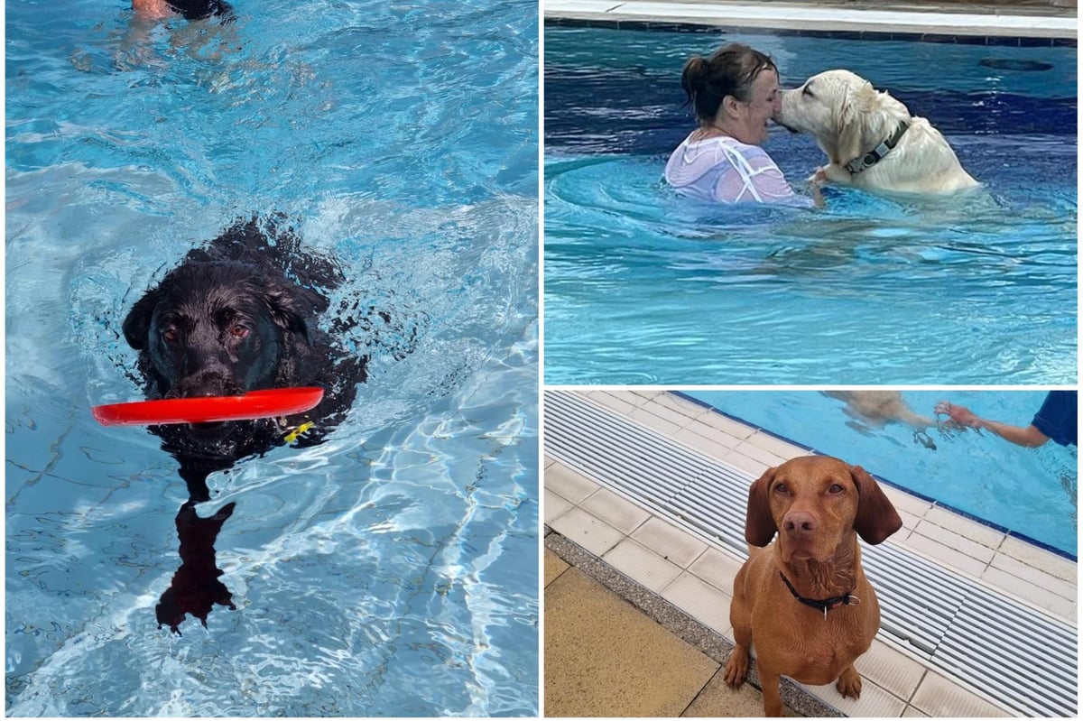 What Small Dog Breeds Like To Swim
