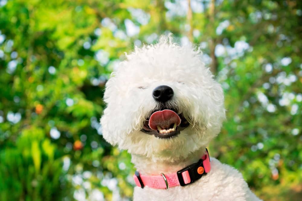 Pet allergies.