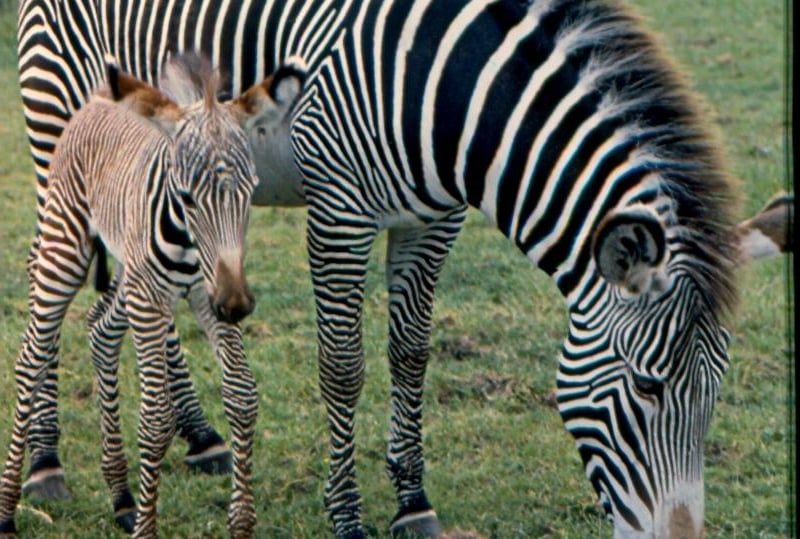 Grevy's zebra foal born at Whipsnade