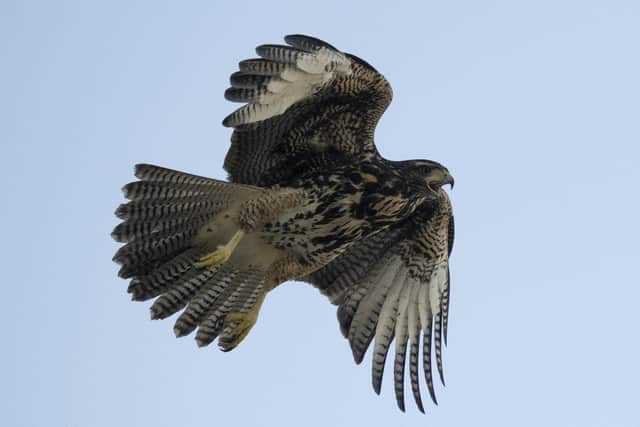 A Harris's hawk spotted in South America used for illustrative purposes (Photo by PABLO PORCIUNCULA/AFP via Getty Images)