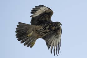 A Harris's hawk spotted in South America used for illustrative purposes (Photo by PABLO PORCIUNCULA/AFP via Getty Images)