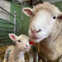 Hogshaw Farm & Wildlife Park