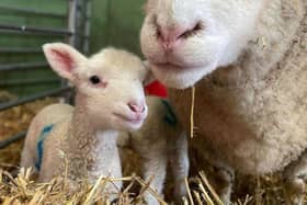 Hogshaw Farm & Wildlife Park