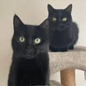 Zeus and Zillo