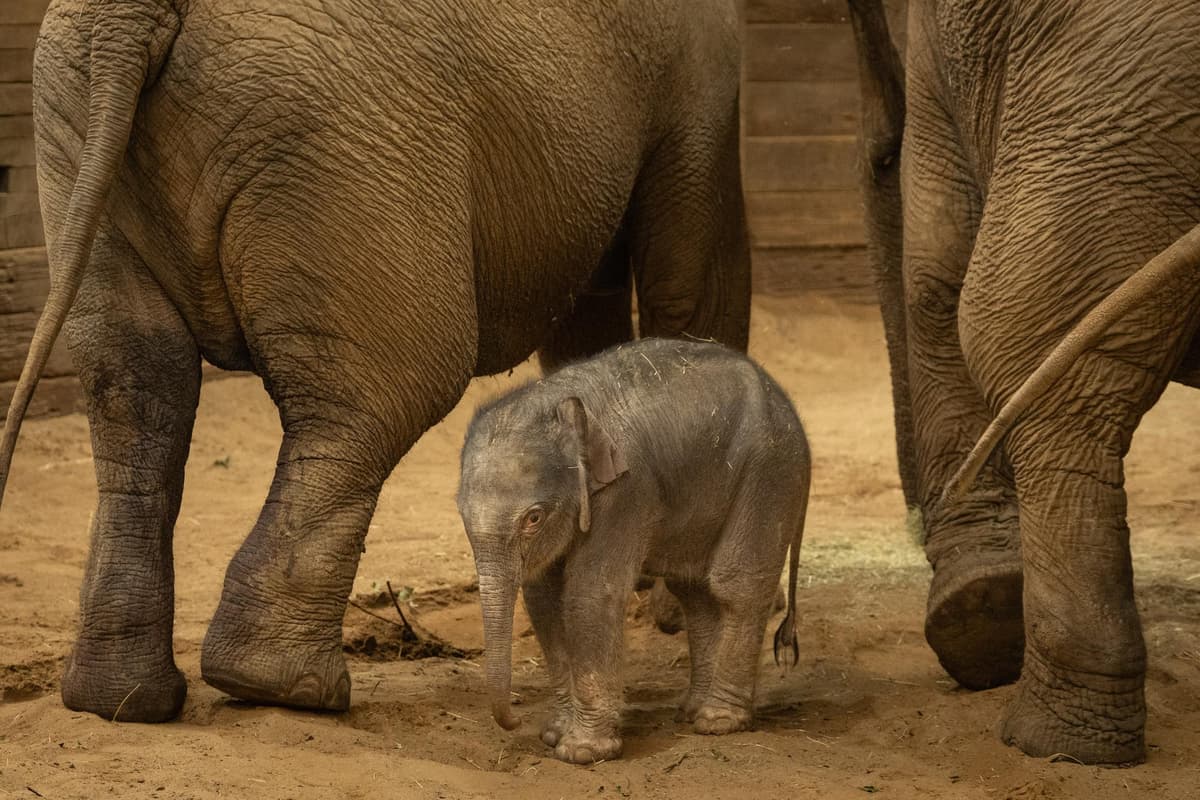 Whipsnade Zoo reveals elephant calf's name chosen in fundraising appeal