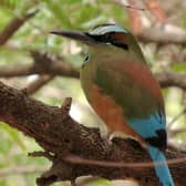Pictured: Turquoise browed motmot