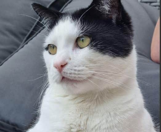 People-loving Milo is friendly and affectionate. Photo submitted.