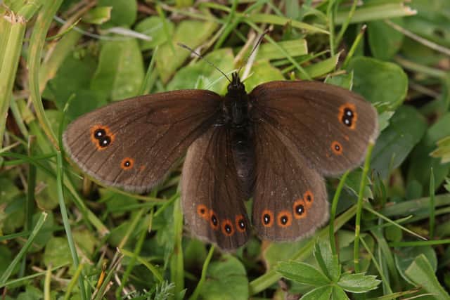 Woodland butterfly, photo used for illustrative purposes. (Photo by Sean Gallup/Getty Images)