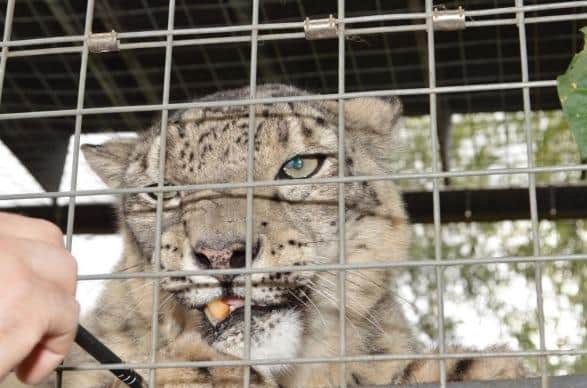 A female Snow Leopard