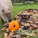 Graham and pups with Pumpkins