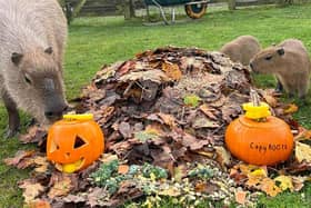 Graham and pups with Pumpkins