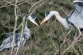 Picture: A pair of courting herons