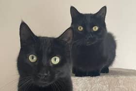 Zeus and Zilo