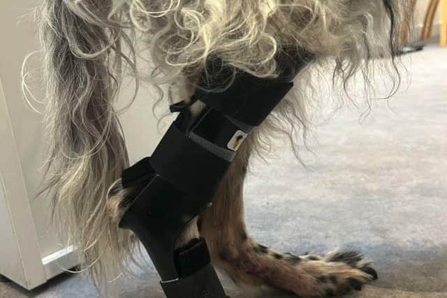 Wooster's orthotic from Davies Veterinary Specialists.