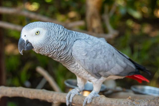An African grey parrot - Animal News Agency