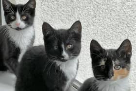 Bundle of Kittens