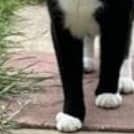 Snowdrop is looking for a loving family home. Photo submitted.