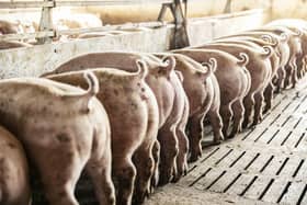 These pigs like to dance to music! (photo: iStock)