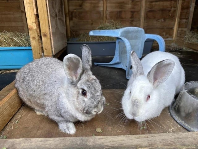 Orbit & Ripley