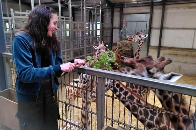 Feeding giraffes