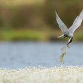 Pictured: Common Tern