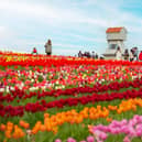 Windmill in tulip fields