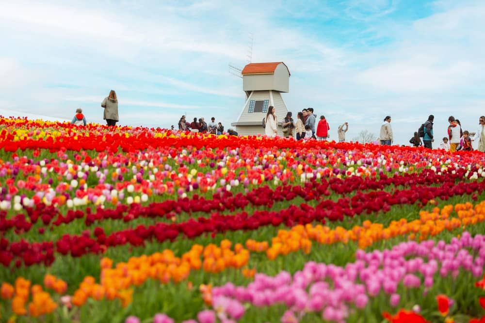 Windmill in tulip fields