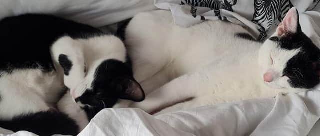 The kittens are 10-months-old.