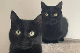 Zeus and Zillo