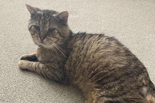 Dacks Cat Dacorum Cat’s Protection appealing for new home for ‘Gentleman’ Mack