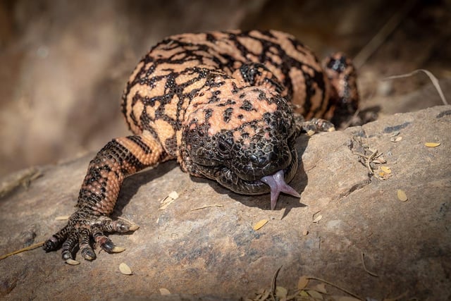 The only venomous lizard native to the United States, the Gila monster can also be found the northwestern Mexican state of Sonora. 
It is a heavy and typically slow-moving reptile, which can grow up to 56 centimetres in length.