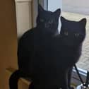 Zeus and Zillo