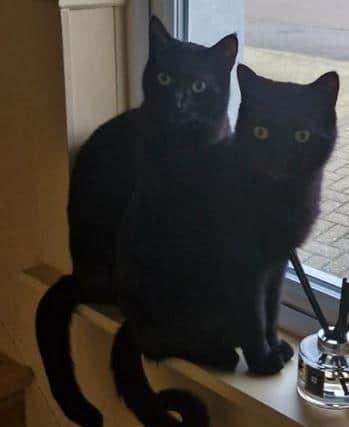 Zeus and Zillo