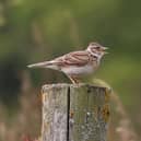 Skylark