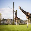 See the amazing giraffes up close and personal. Photo: Courtesy of Woburn Safari Park.