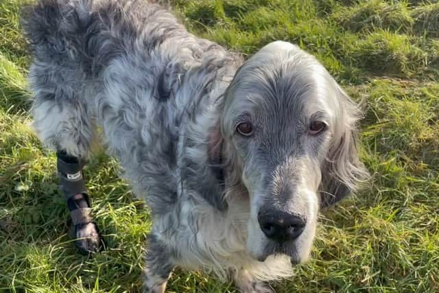 Ten-year-old Wooster was referred to Linnaeus-owned Davies Veterinary Specialists in Hertfordshire after an injury to the Achilles tendon in his hind legs.