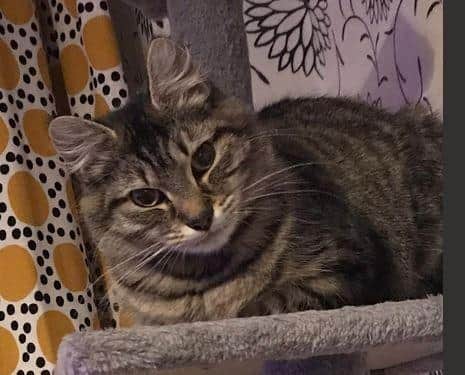 Tabby cat Luna.